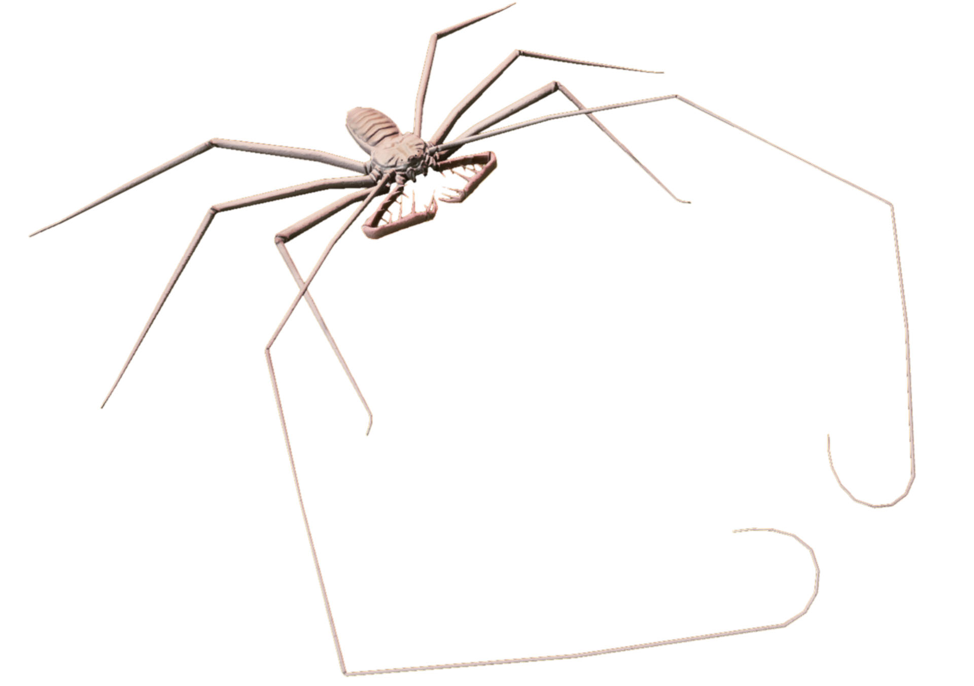 dblz_Creatures_WhipSpiderInfant.png